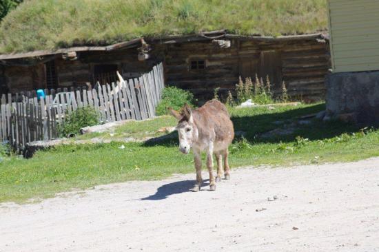 Душераздирающее зрелище...